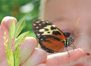 Caterpillar box